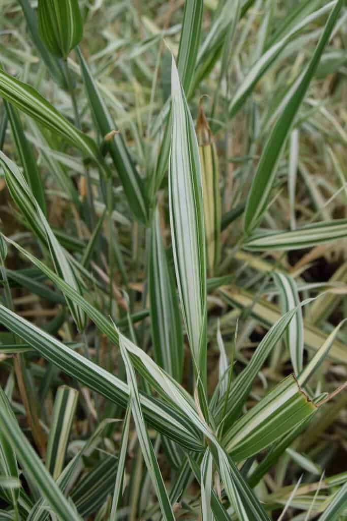 Pleioblastus variegatus <span class="hidden specialOffer"></span> 20-30 cm